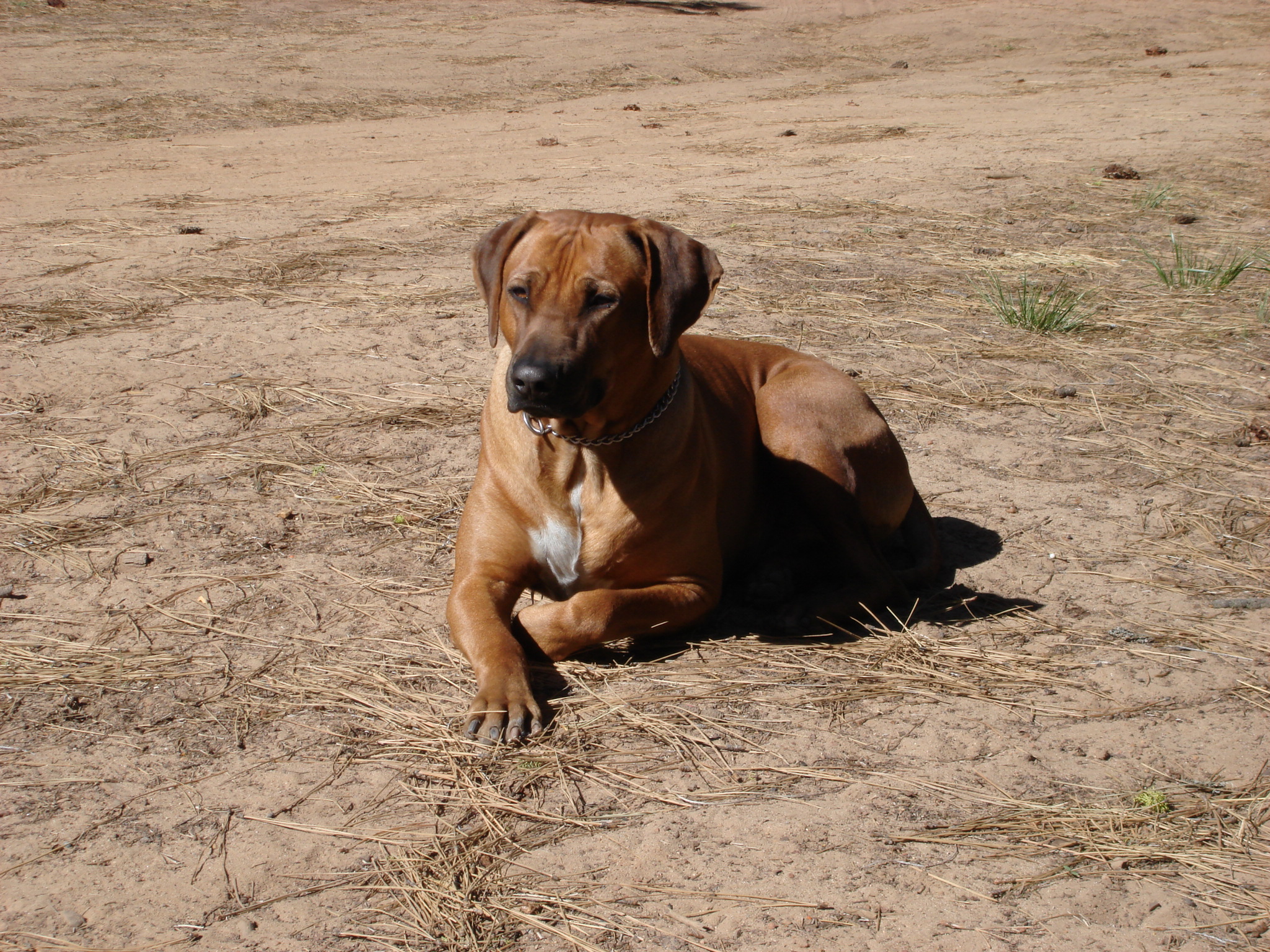 Klaus Weber, founder of Denglisch & Bier